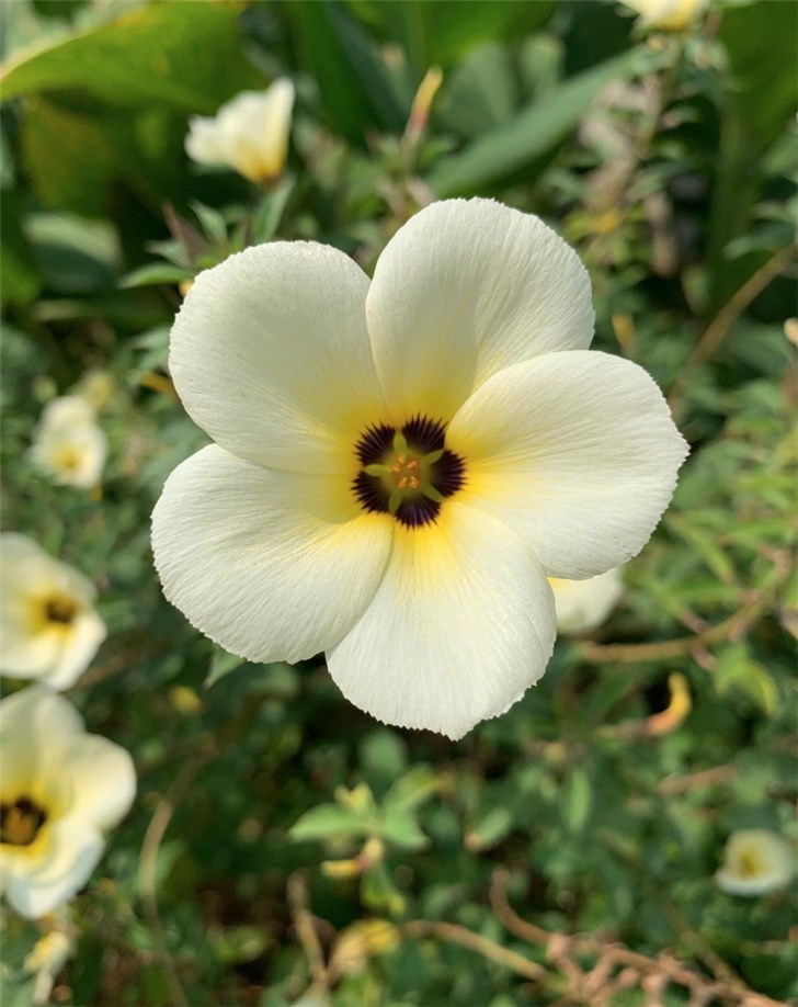 蘋果官方分享iPhone XS拍攝人像模式照片,網(wǎng)友:這是別人的iPhone